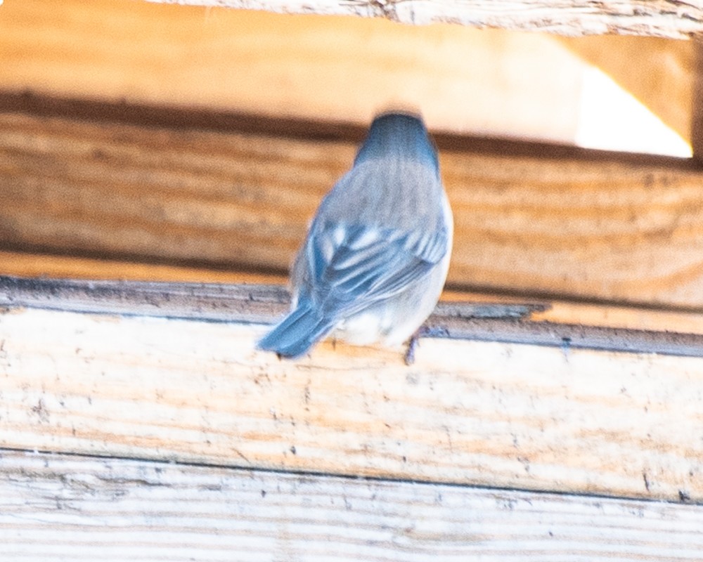 Dark-eyed Junco (Oregon) - ML555737581