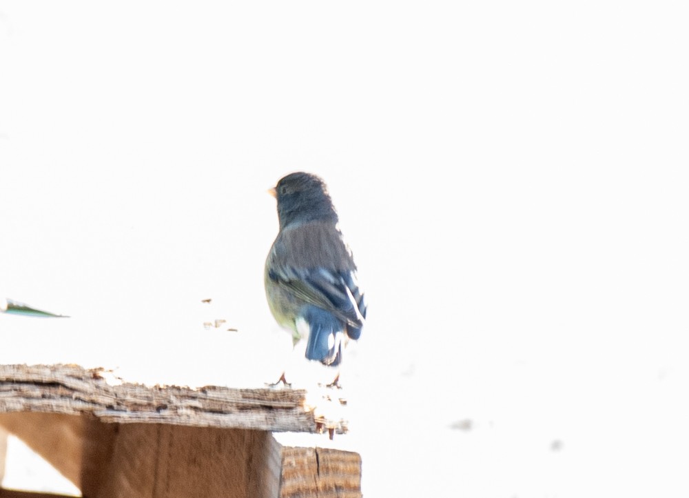 Dark-eyed Junco (Oregon) - ML555737591
