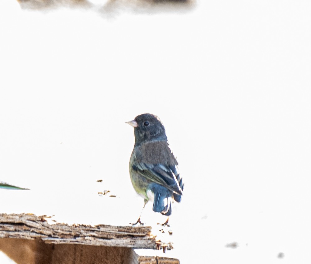 Dark-eyed Junco (Oregon) - ML555737601