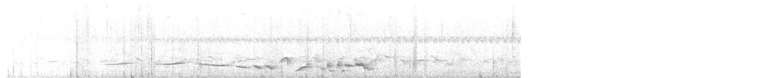Beyaz Belli Şama [malabaricus grubu] - ML555739741