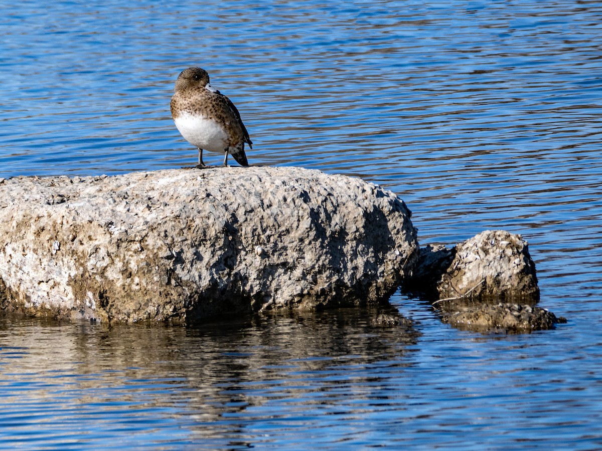 American Wigeon - ML555742341