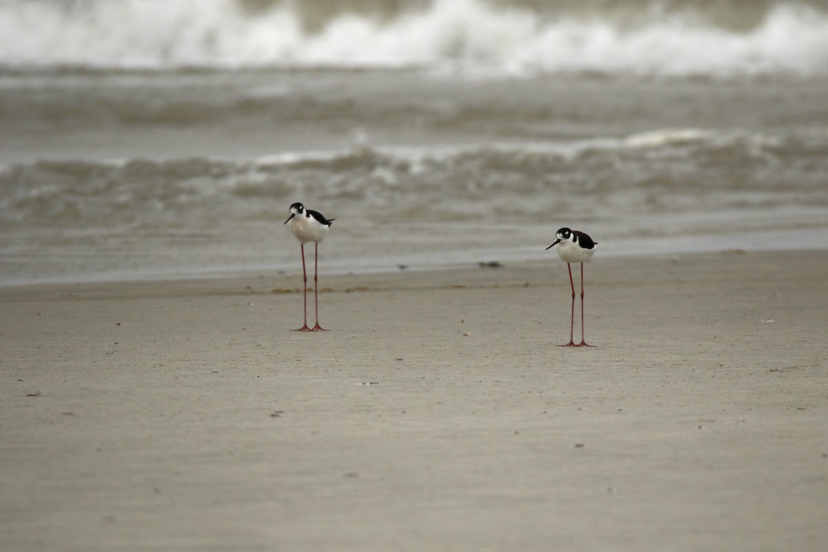 Black-necked Stilt - ML555744561