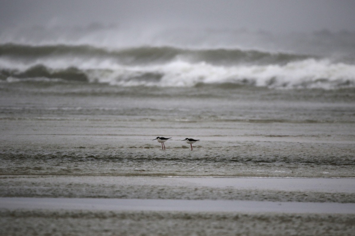 Black-necked Stilt - ML555745031