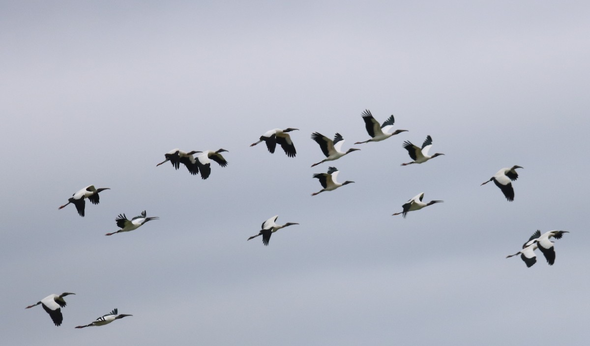 Wood Stork - ML555745301