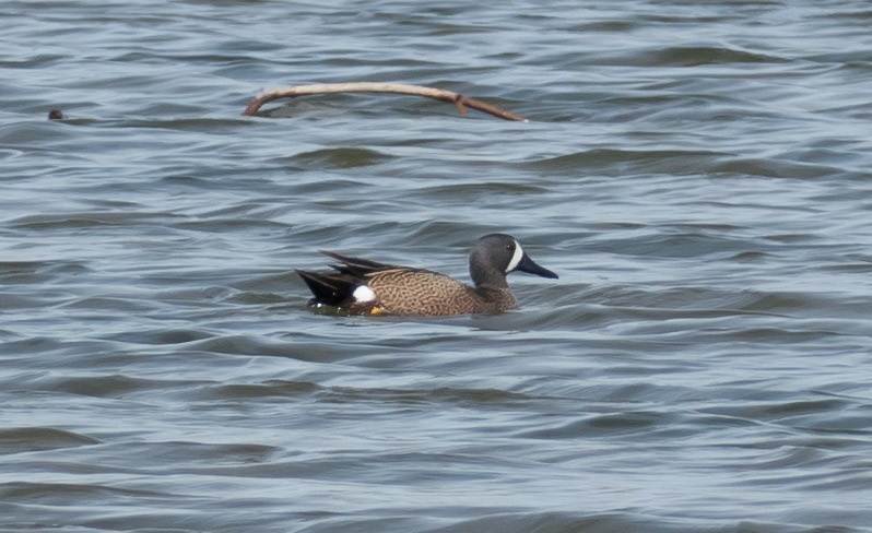 Blue-winged Teal - ML55574561