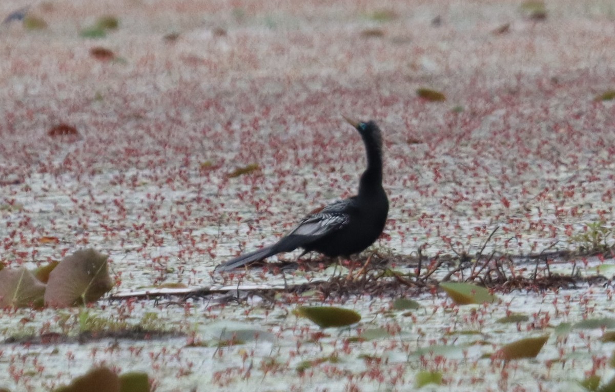 Double-crested Cormorant - ML555745651