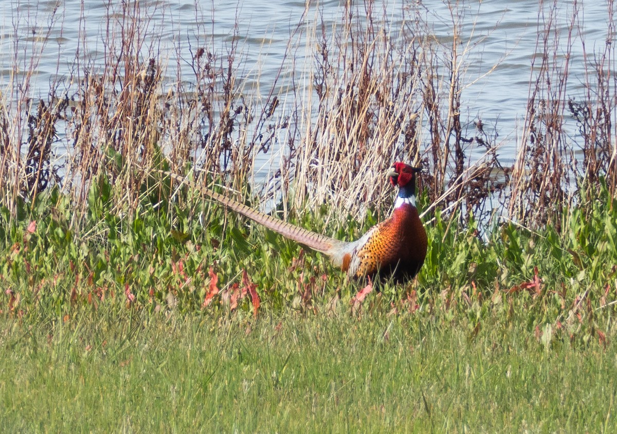 Ring-necked Pheasant - ML55574611