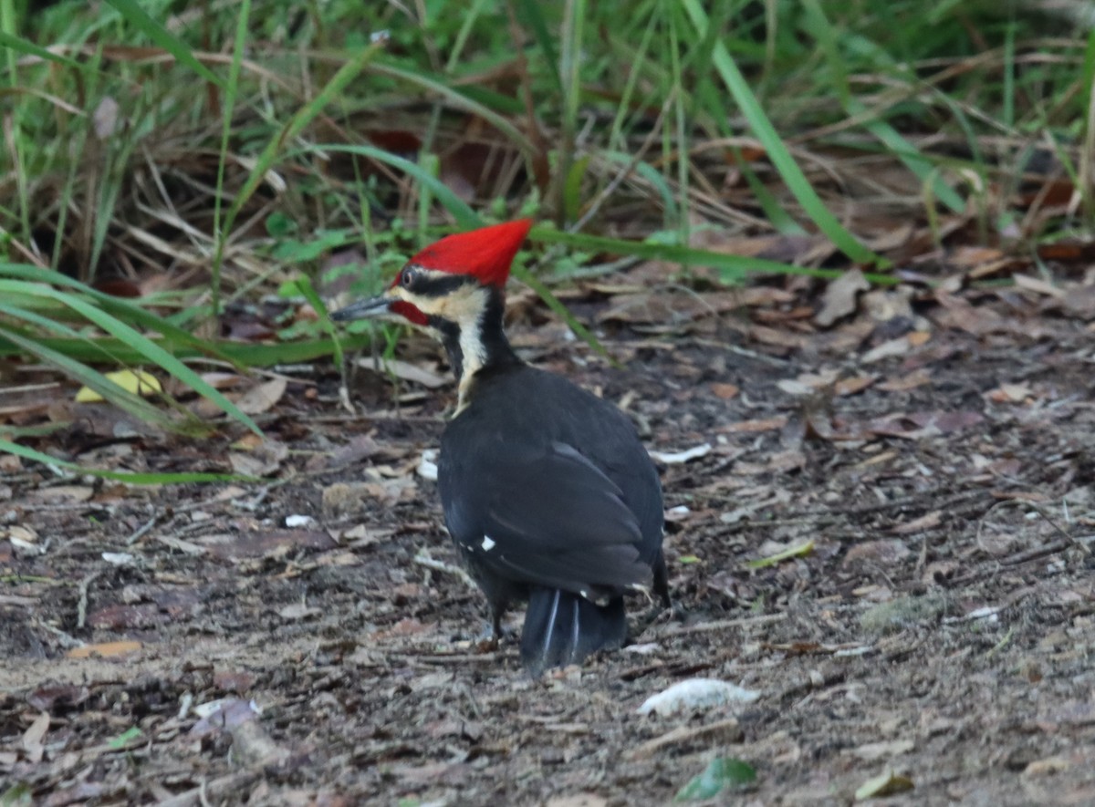 Pileated Woodpecker - ML555746391