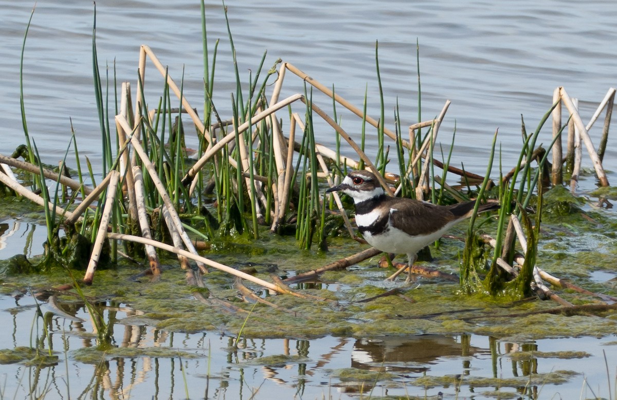 Killdeer - ML55574641