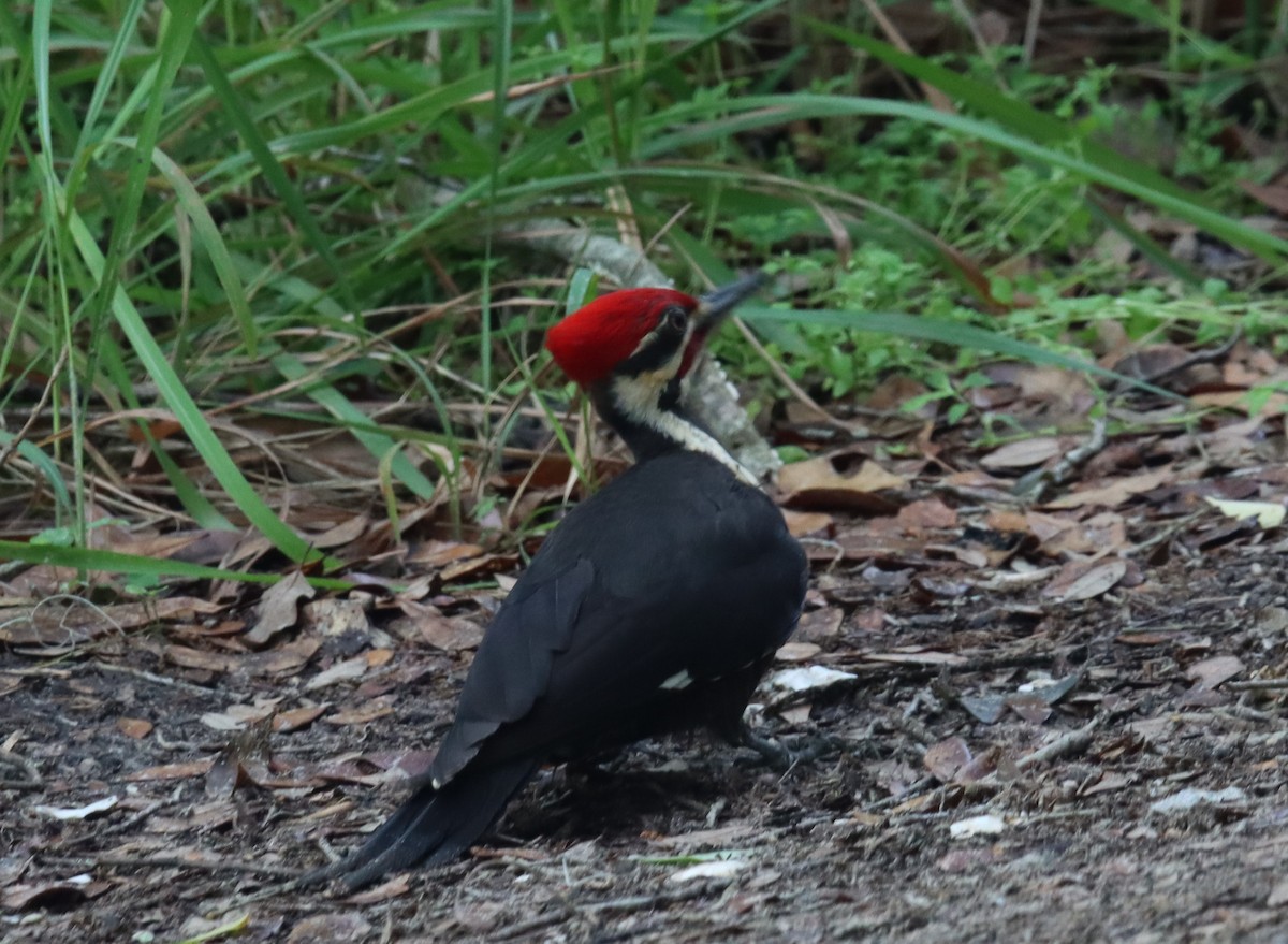 Pileated Woodpecker - ML555746421