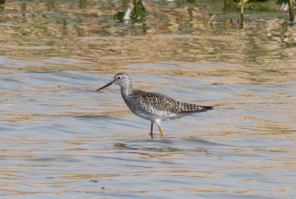 Lesser Yellowlegs - ML55574661