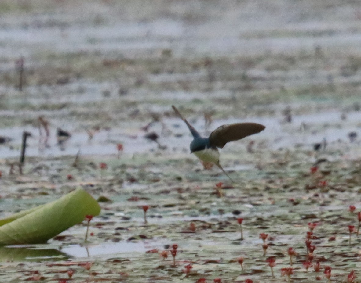 Tree Swallow - ML555746761