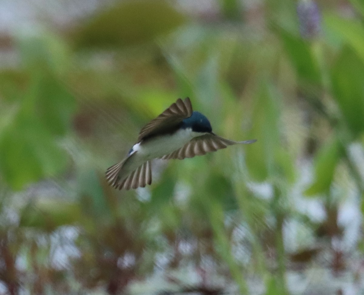 Tree Swallow - ML555747471