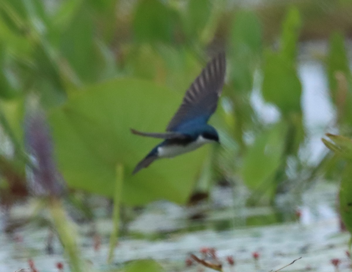 Tree Swallow - ML555747551