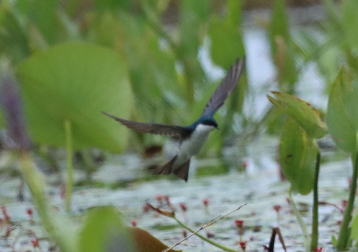 Tree Swallow - ML555747581