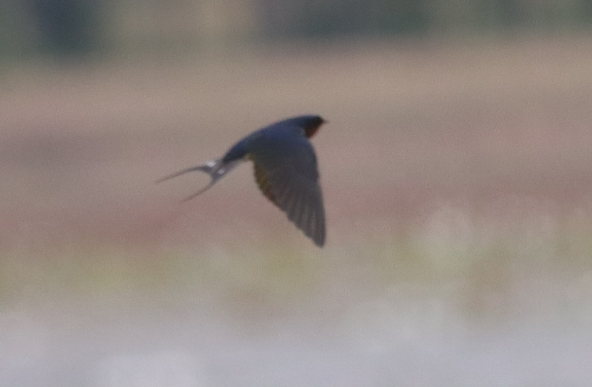 Barn Swallow - ML555747791