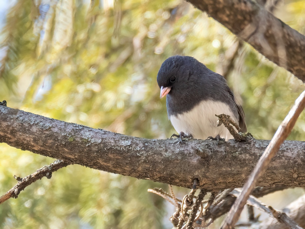 Dark-eyed Junco - ML555747831