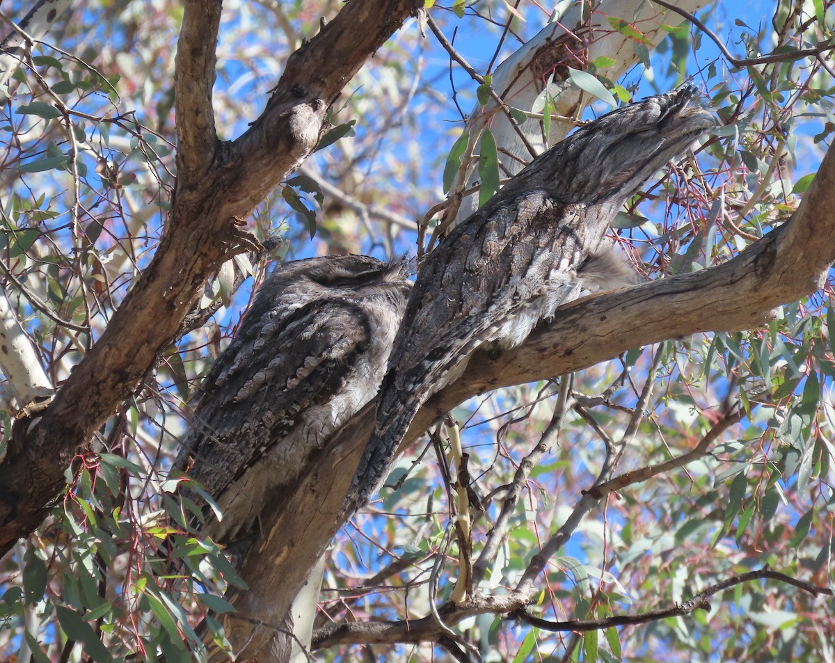 Tawny Frogmouth - ML555747921