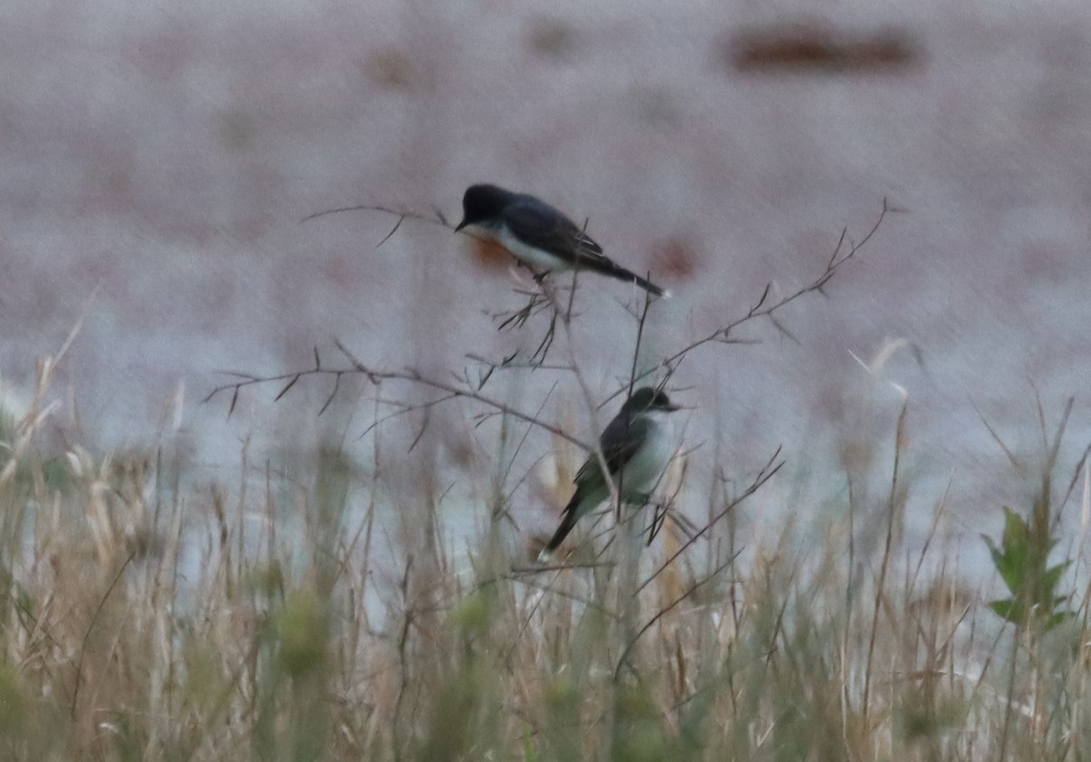 Eastern Kingbird - ML555749181