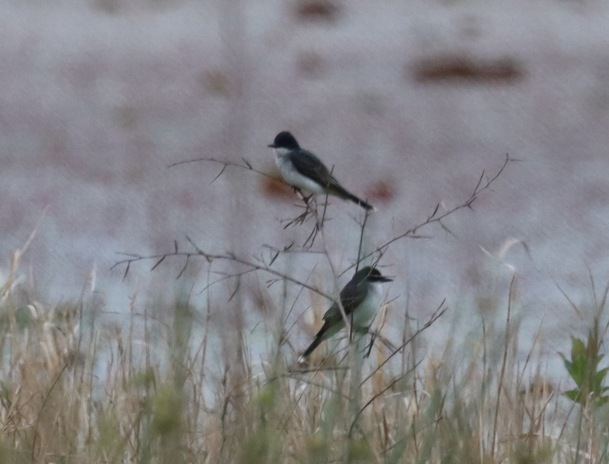 Eastern Kingbird - ML555749251