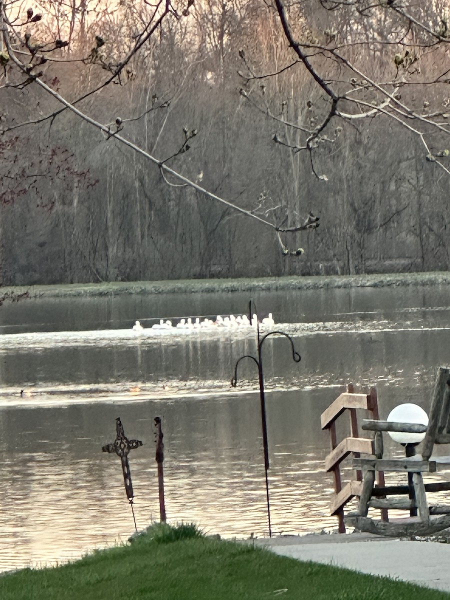 American White Pelican - ML555750921