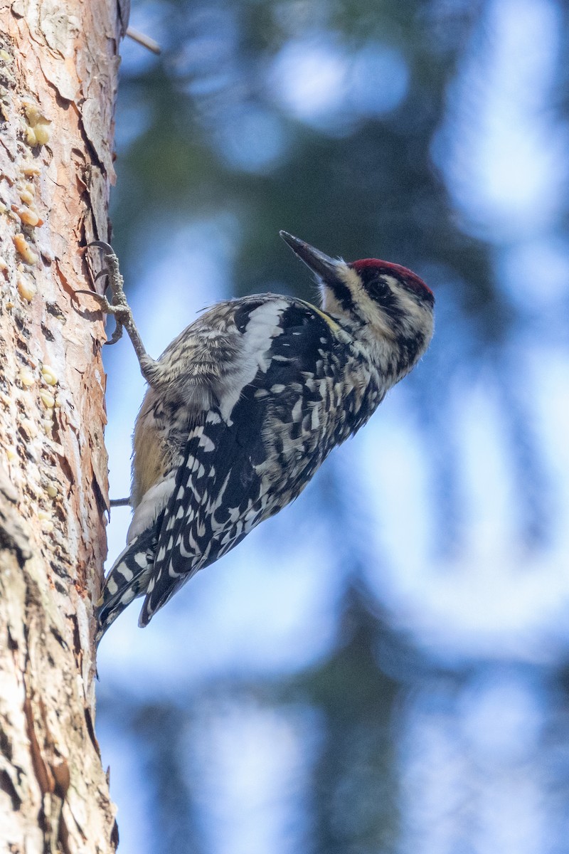 Yellow-bellied Sapsucker - ML555751111