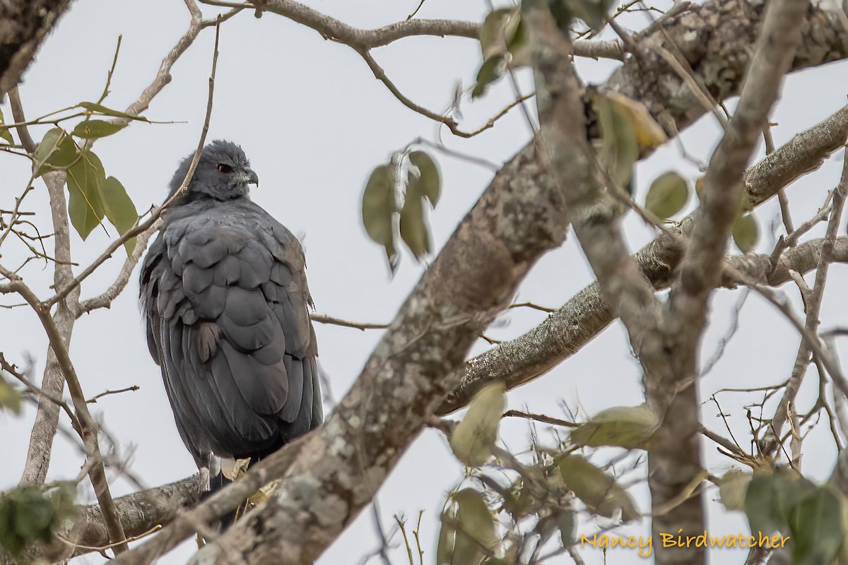 Crane Hawk - ML555751701