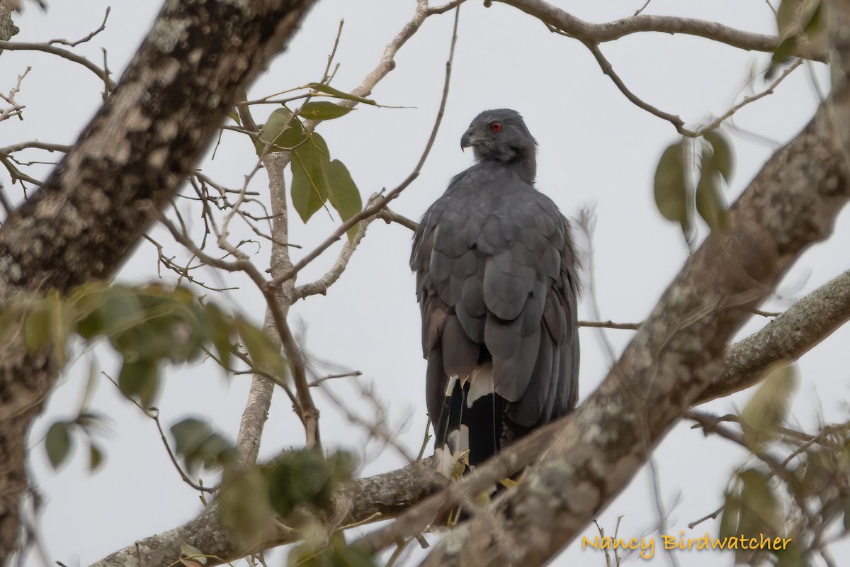 Crane Hawk - ML555751731