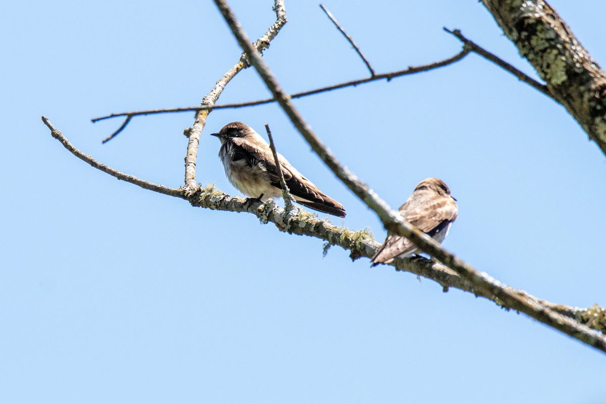 Northern Rough-winged Swallow - ML555754461