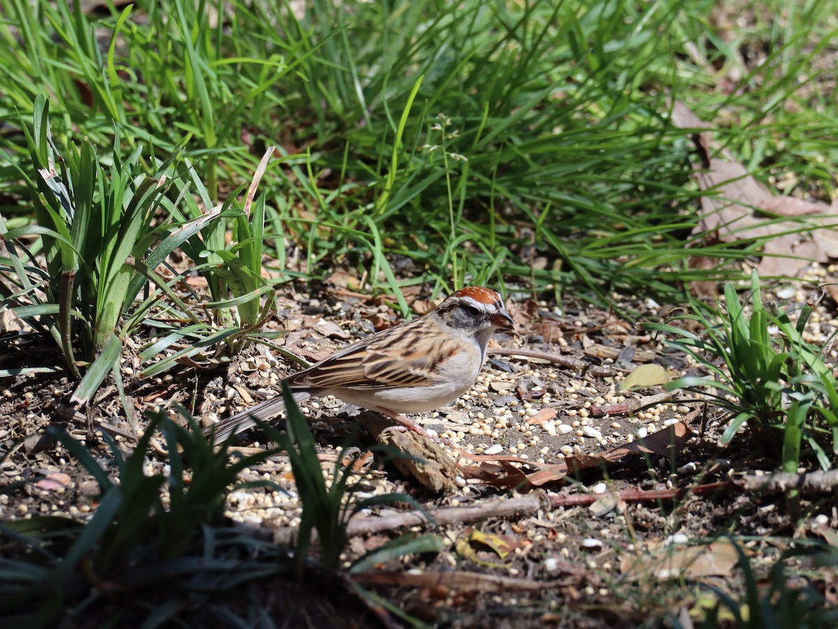 Chipping Sparrow - ML555756431
