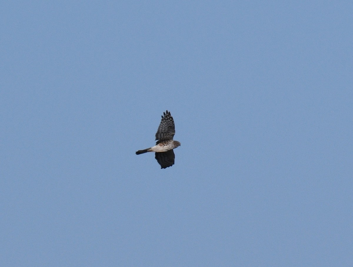 Northern Harrier - Francis Stöckel