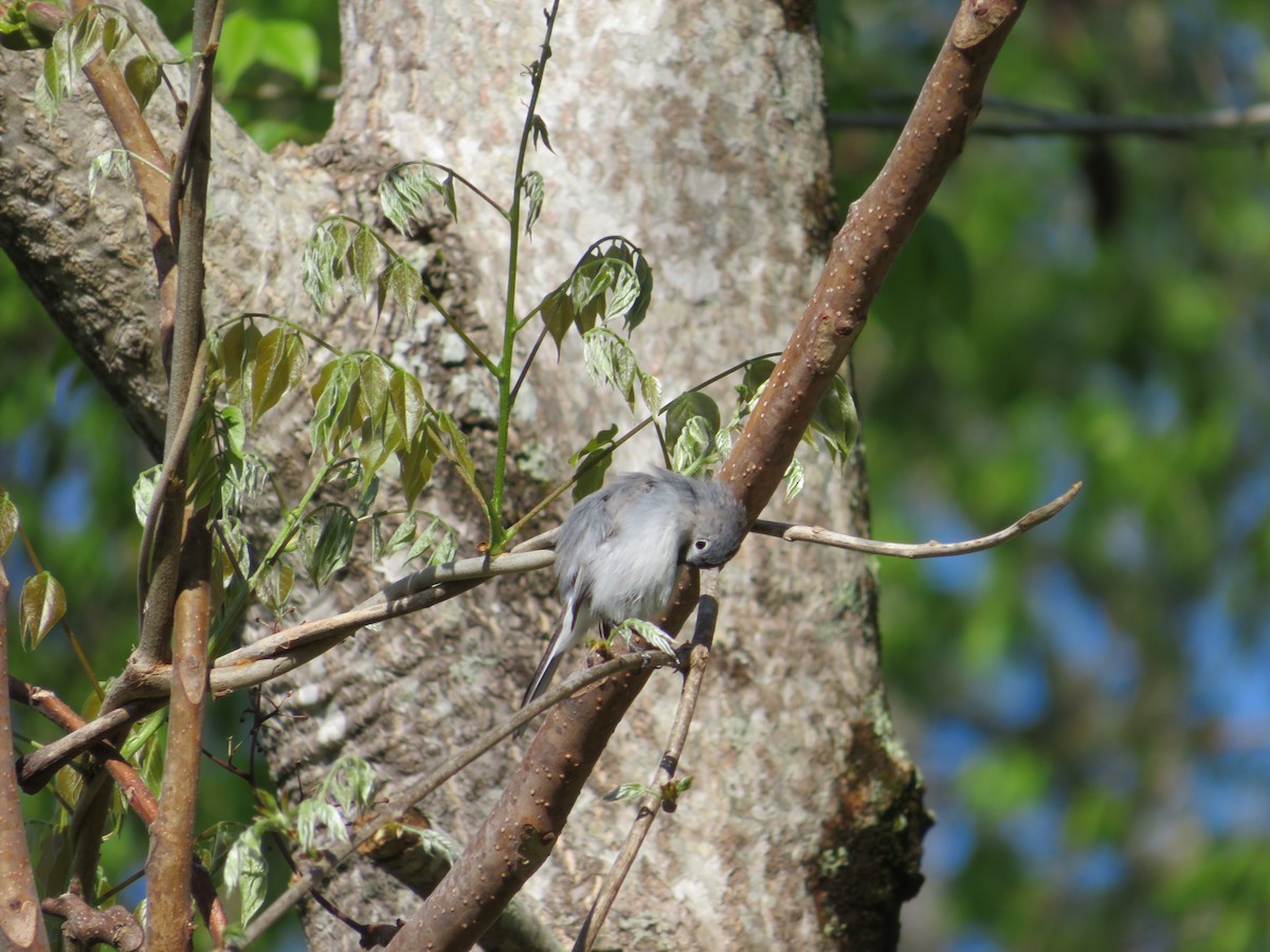 Blue-gray Gnatcatcher - ML555759031