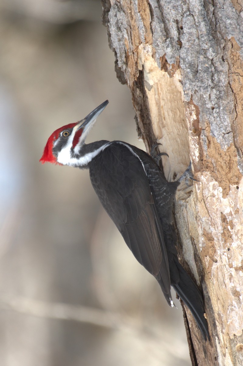 Pileated Woodpecker - ML555759331