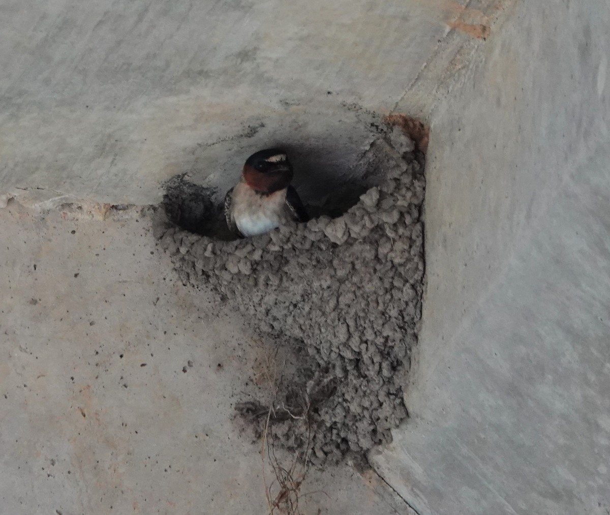 Cliff Swallow - ML555759541