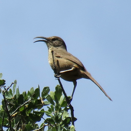 California Thrasher - ML55575961