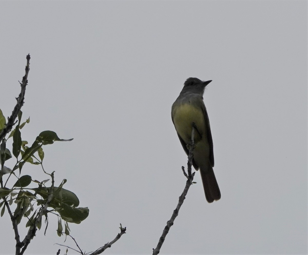 Great Crested Flycatcher - ML555760151