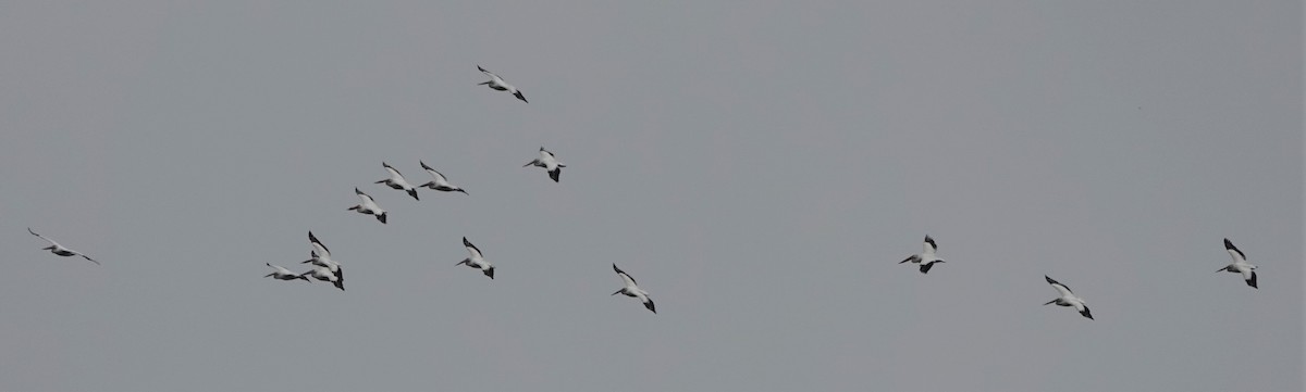 American White Pelican - ML555760451