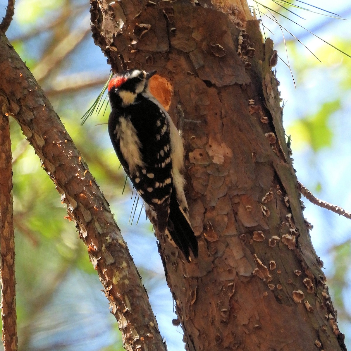 Downy Woodpecker - ML555760541