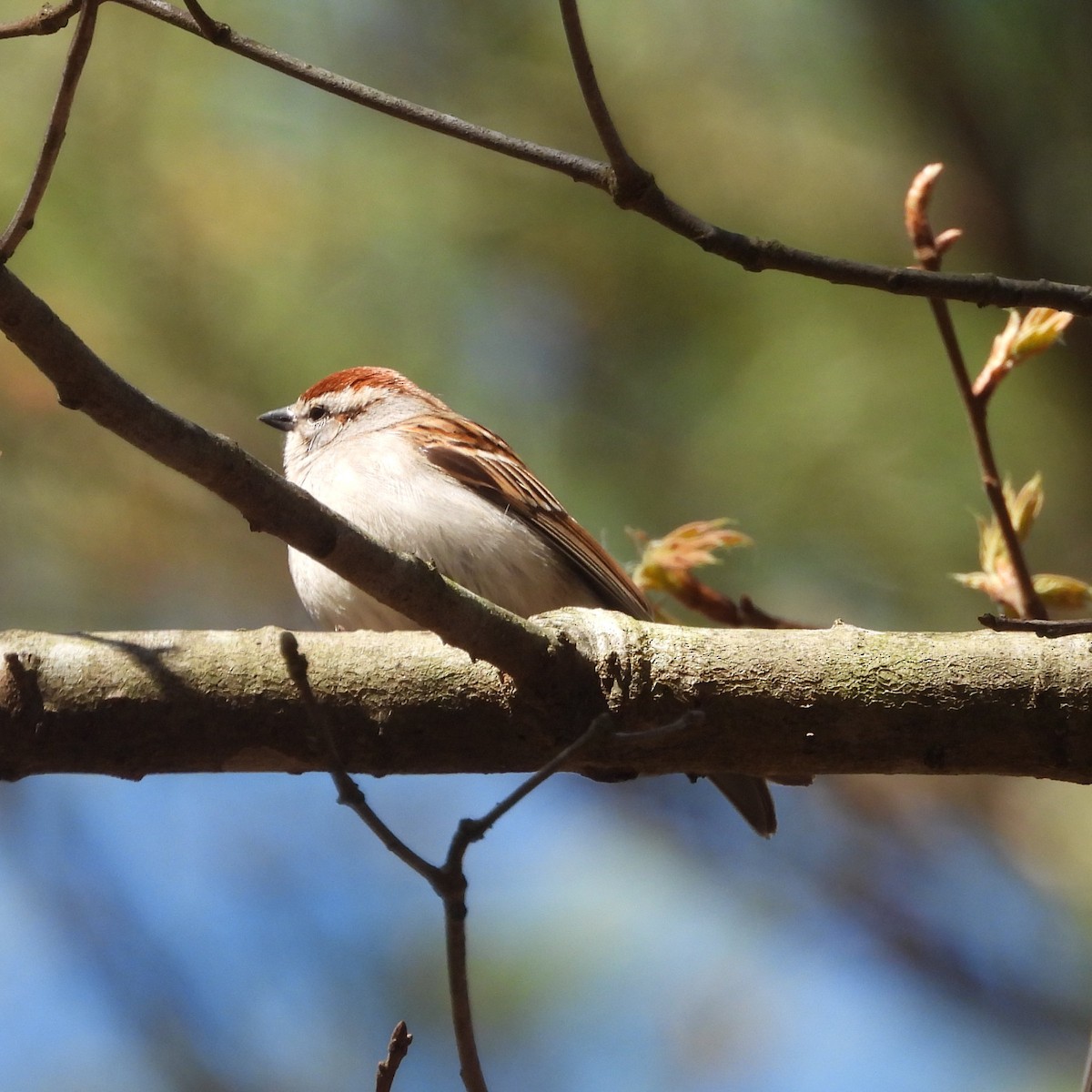 Chipping Sparrow - ML555760691