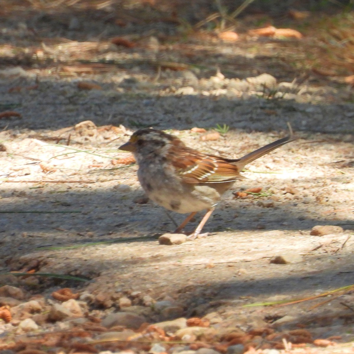 White-throated Sparrow - ML555760781