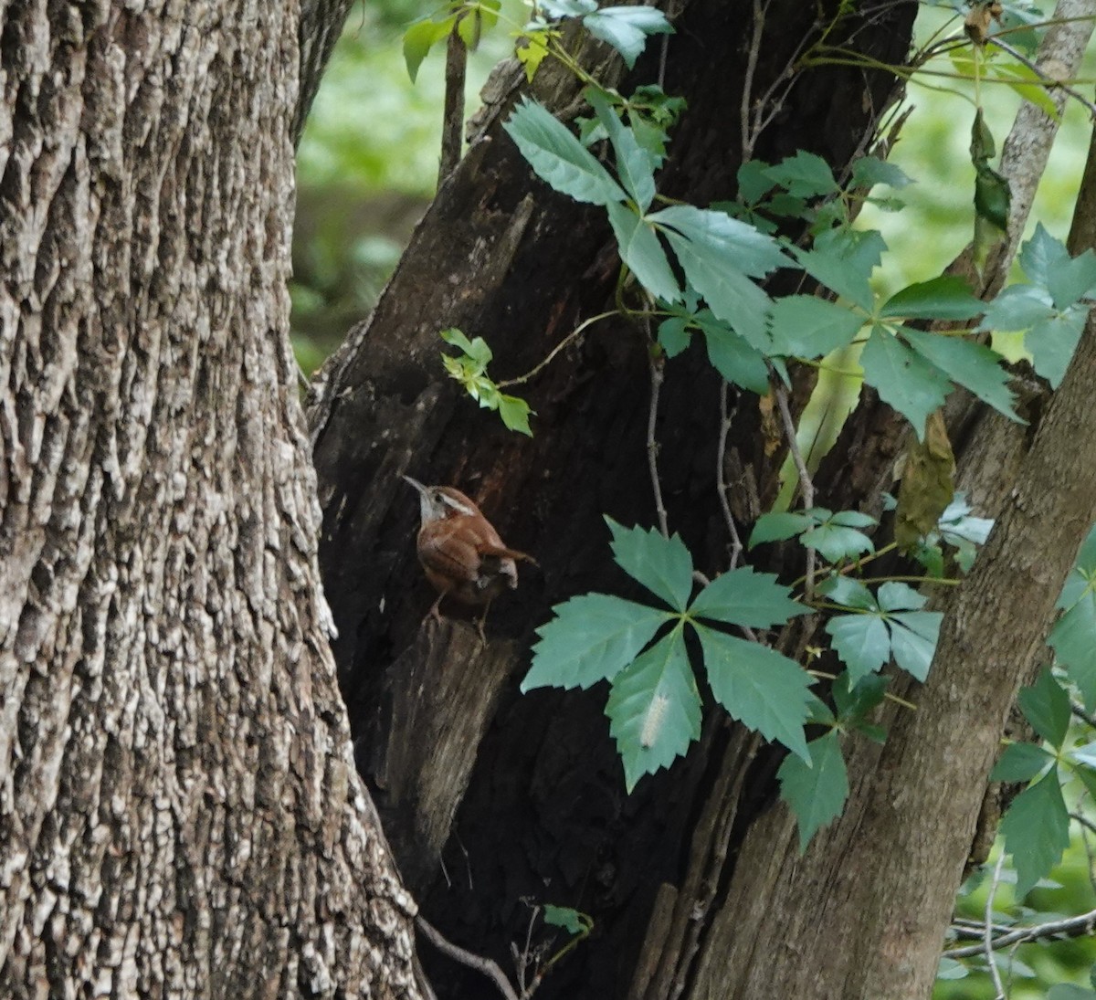 Carolina Wren - ML555760881