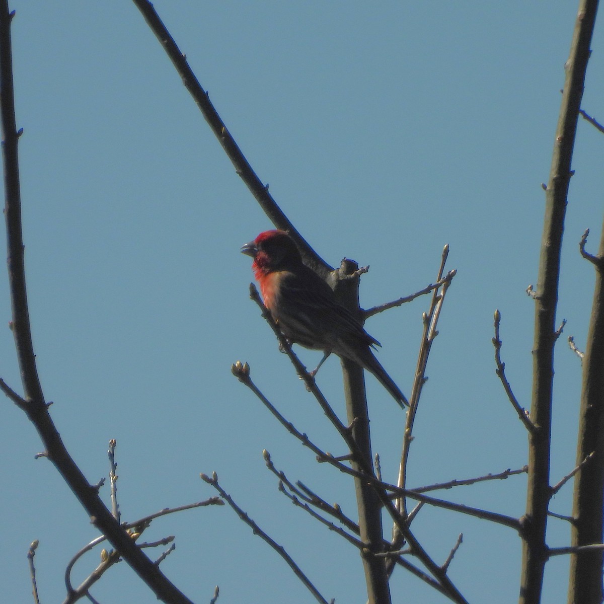 House Finch - ML555760931