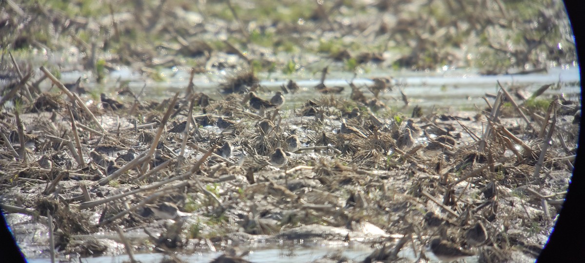 Pectoral Sandpiper - Bence Kokay