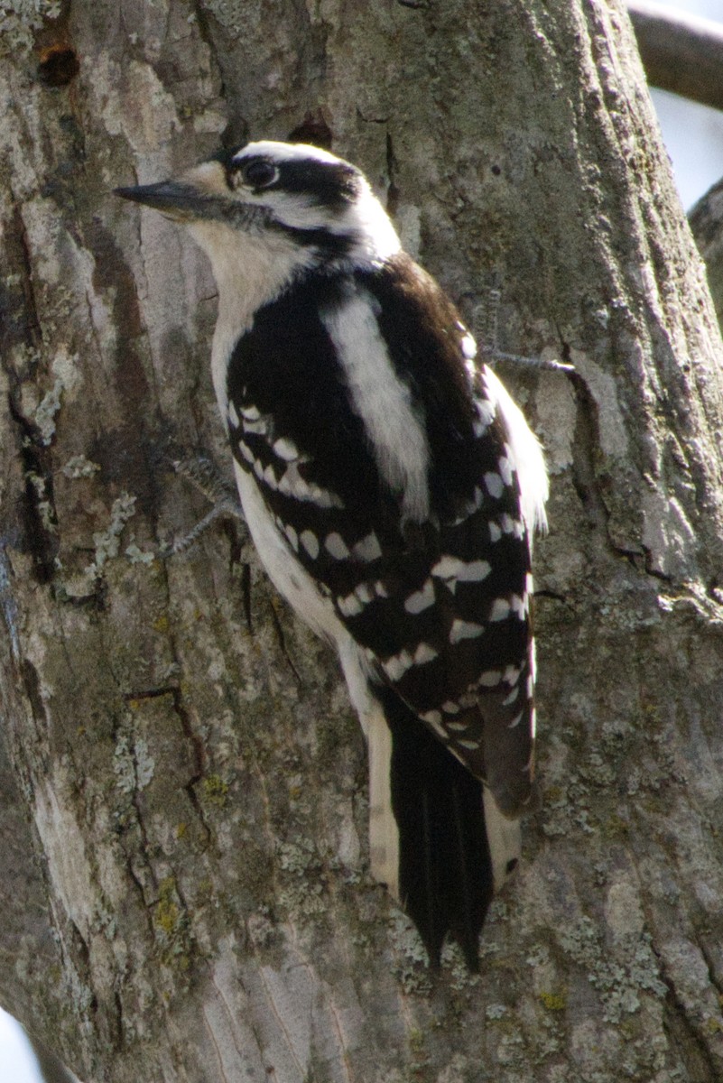 Downy Woodpecker - ML555761601