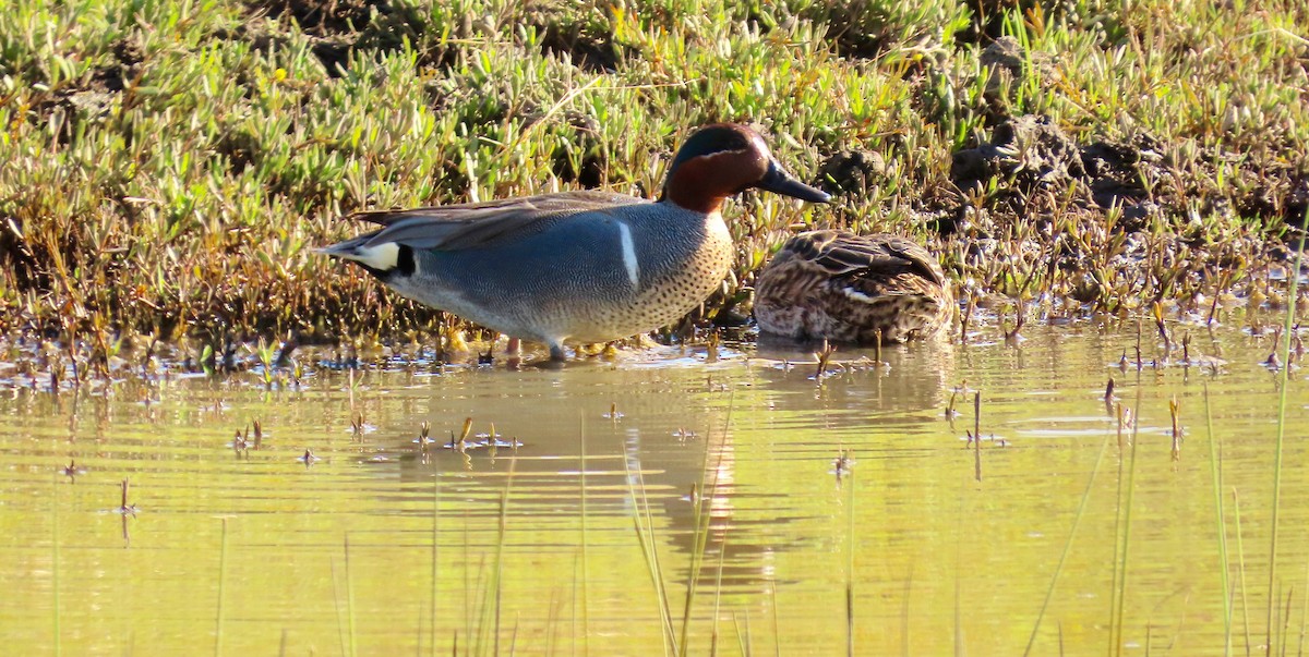 Green-winged Teal - ML555763141