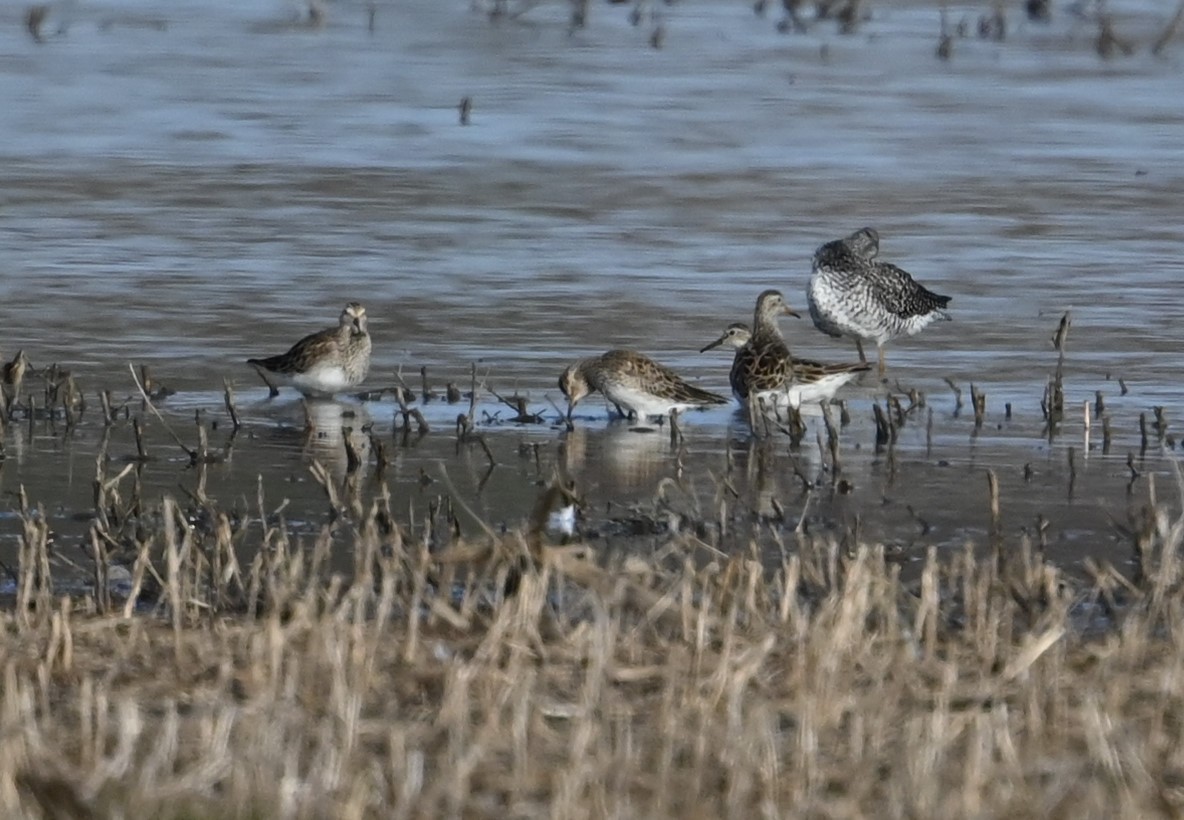 Bécasseau à poitrine cendrée - ML555764101