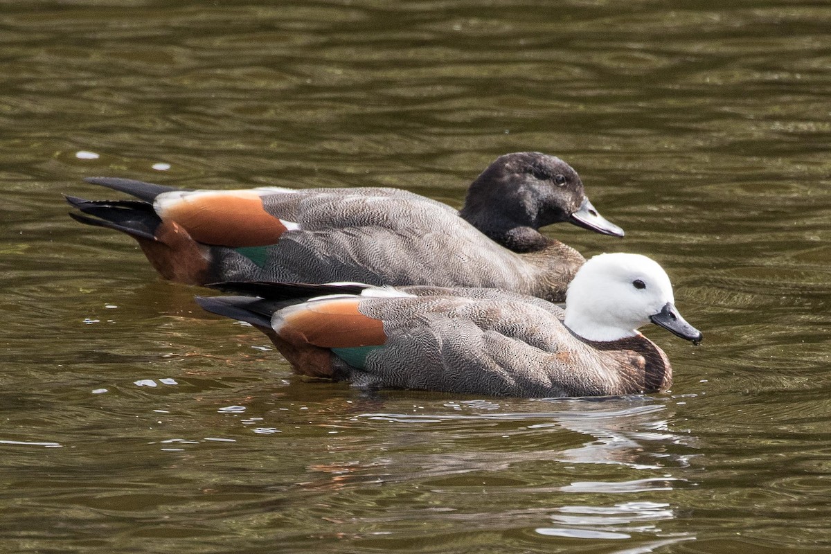 Paradise Shelduck - ML55576521