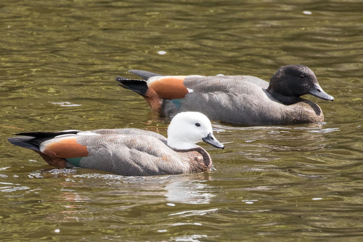 Paradise Shelduck - ML55576531