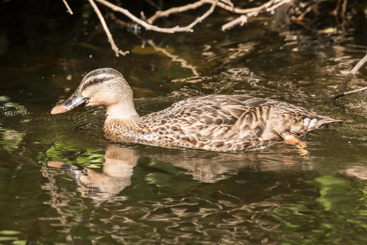 Mallard x Pacific Black Duck (hybrid) - ML55576571