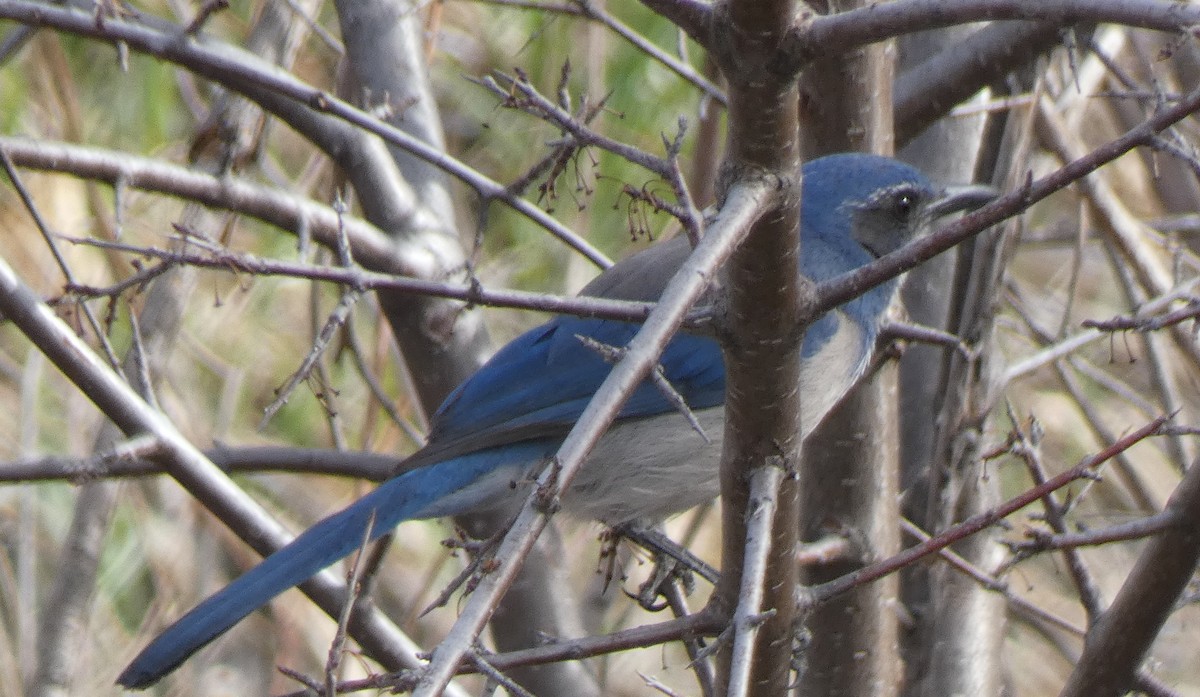 Woodhouse's Scrub-Jay - ML555766261